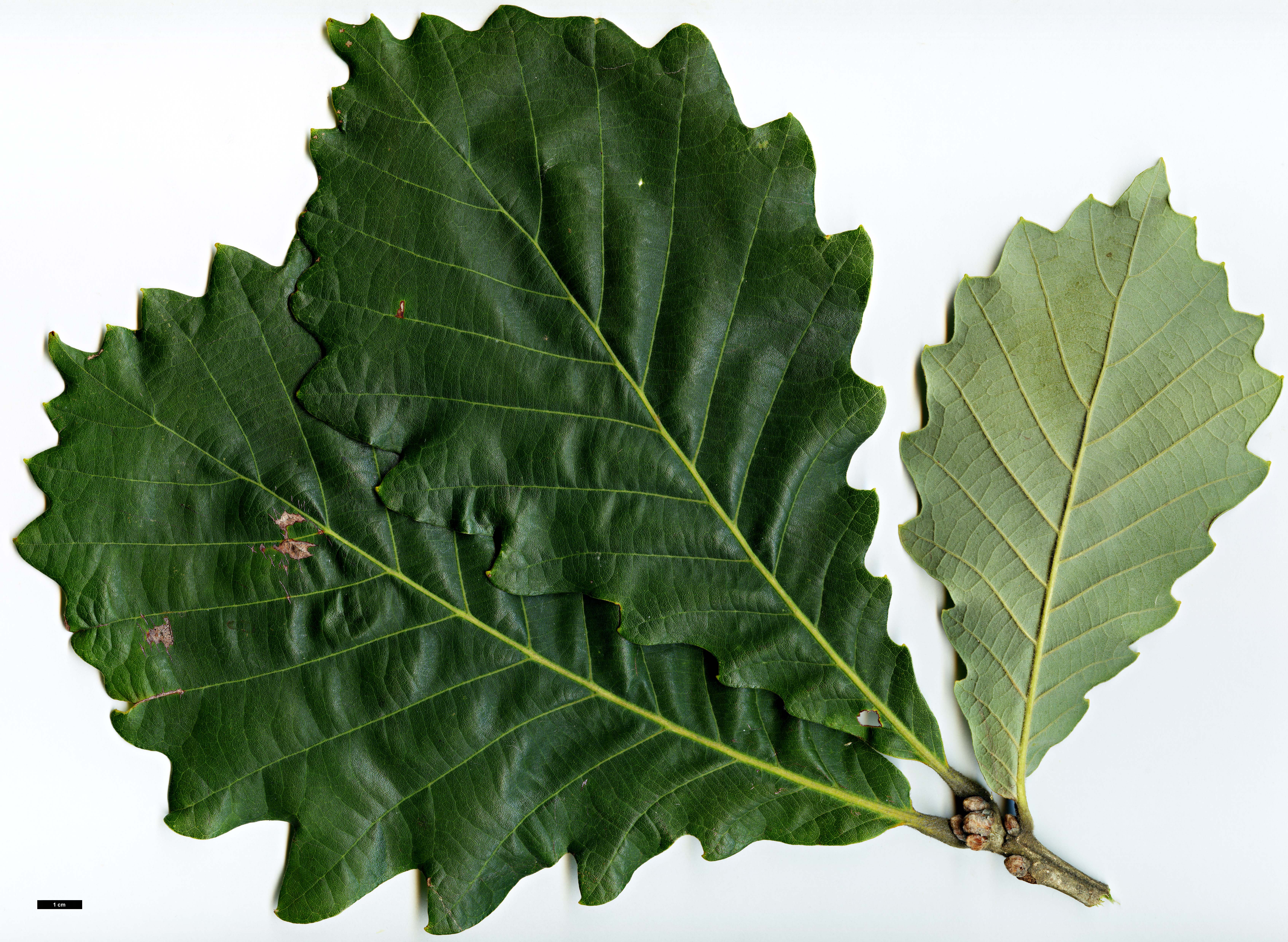 High resolution image: Family: Fagaceae - Genus: Quercus - Taxon: dentata - SpeciesSub: subsp. yunnanensis